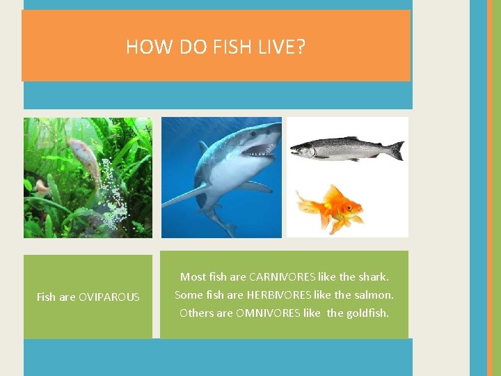 HOW DO FISH LIVE? Fish are OVIPAROUS Most fish are CARNIVORES like the shark.