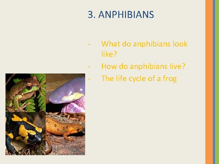 3. ANPHIBIANS - What do anphibians look like? How do anphibians live? The life