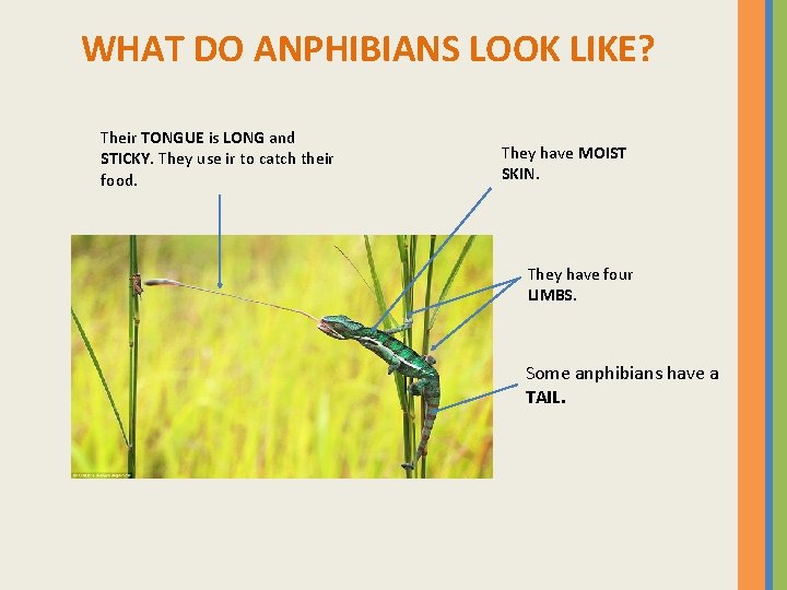 WHAT DO ANPHIBIANS LOOK LIKE? Their TONGUE is LONG and STICKY. They use ir