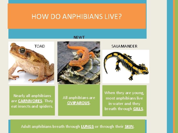 HOW DO ANPHIBIANS LIVE? NEWT TOAD Nearly all anphibians are CARNIVORES. They eat insects