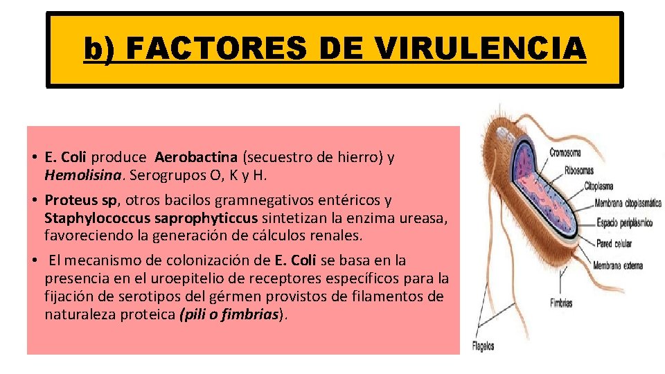 b) FACTORES DE VIRULENCIA • E. Coli produce Aerobactina (secuestro de hierro) y Hemolisina.
