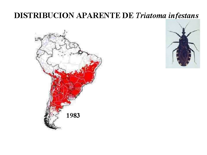 DISTRIBUCION APARENTE DE Triatoma infestans 1983 2003 