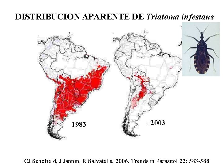DISTRIBUCION APARENTE DE Triatoma infestans 1983 2003 CJ Schofield, J Jannin, R Salvatella, 2006.