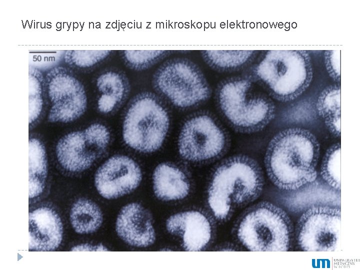 Wirus grypy na zdjęciu z mikroskopu elektronowego 