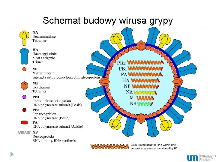 Schemat budowy wirusa grypy 