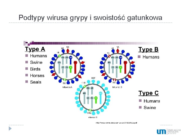 Podtypy wirusa grypy i swoistość gatunkowa 