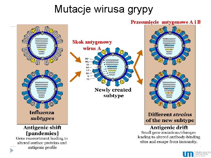 Mutacje wirusa grypy Przesunięcie antygenowe A i B Skok antygenowy wirus A 