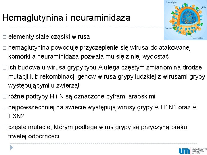 Hemaglutynina i neuraminidaza � elementy stałe cząstki wirusa � hemaglutynina powoduje przyczepienie się wirusa