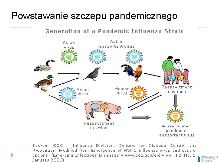 Powstawanie szczepu pandemicznego 