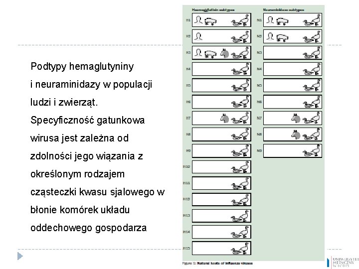 Podtypy hemaglutyniny i neuraminidazy w populacji ludzi i zwierząt. Specyficzność gatunkowa wirusa jest zależna