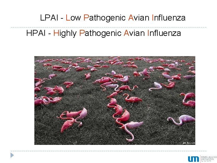 LPAI - Low Pathogenic Avian Influenza HPAI - Highly Pathogenic Avian Influenza 