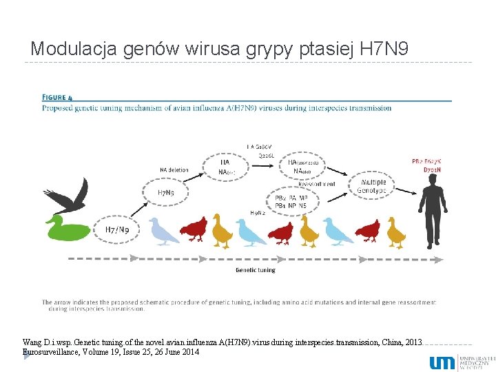 Modulacja genów wirusa grypy ptasiej H 7 N 9 Wang D i wsp. Genetic