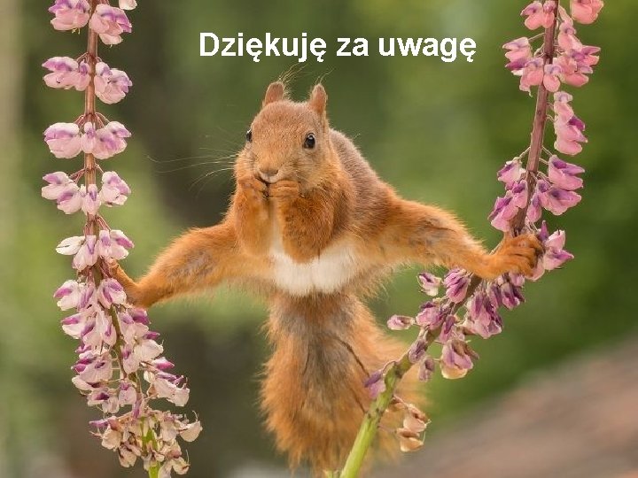 Dziękuję za uwagę 