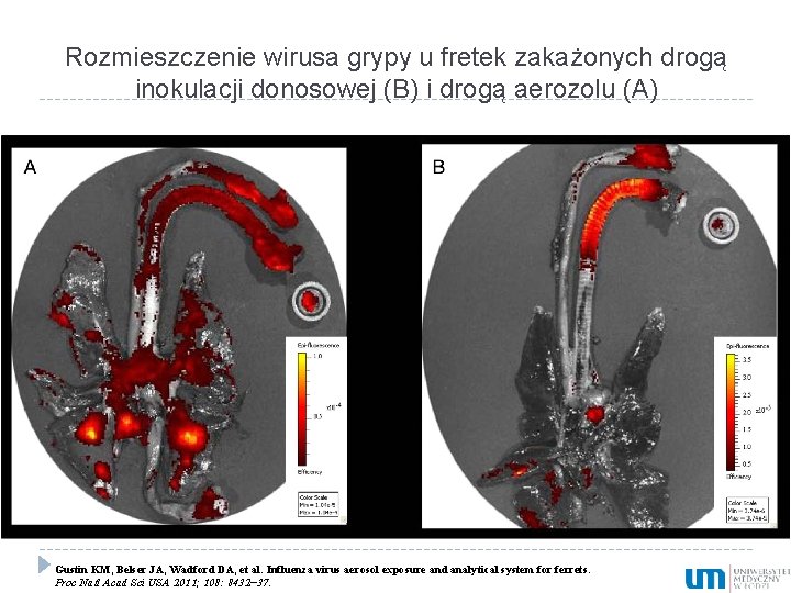 Rozmieszczenie wirusa grypy u fretek zakażonych drogą inokulacji donosowej (B) i drogą aerozolu (A)