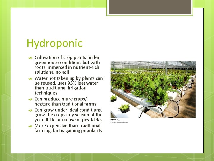 Hydroponic Cultivation of crop plants under greenhouse conditions but with roots immersed in nutrient-rich
