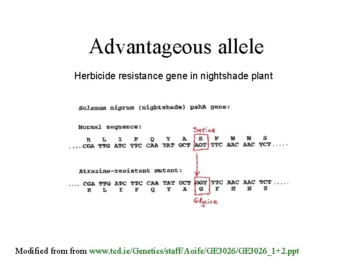 Advantageous allele Herbicide resistance gene in nightshade plant Modified from www. tcd. ie/Genetics/staff/Aoife/GE 3026_1+2.