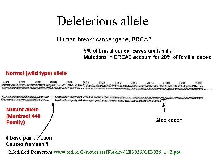 Deleterious allele Human breast cancer gene, BRCA 2 5% of breast cancer cases are