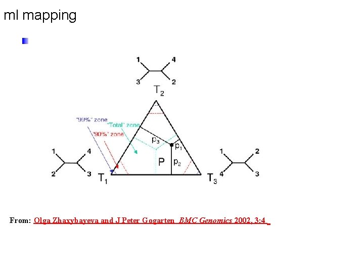 ml mapping From: Olga Zhaxybayeva and J Peter Gogarten BMC Genomics 2002, 3: 4