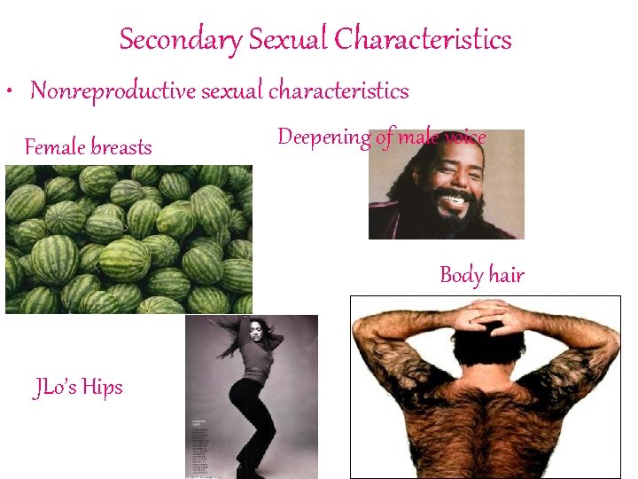 Secondary Sexual Characteristics • Nonreproductive sexual characteristics Female breasts Deepening of male voice Body