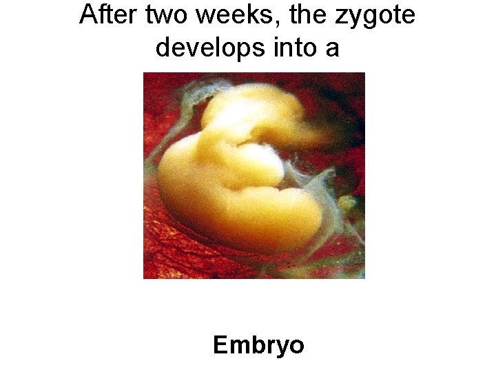 After two weeks, the zygote develops into a Embryo 
