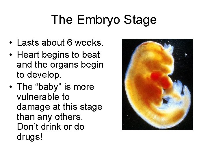 The Embryo Stage • Lasts about 6 weeks. • Heart begins to beat and