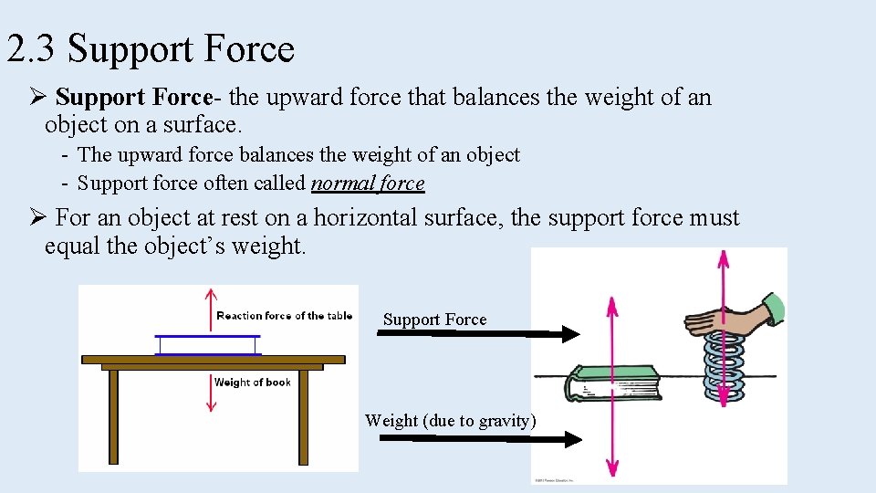 2. 3 Support Force Ø Support Force- the upward force that balances the weight