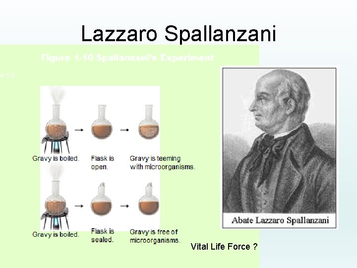Lazzaro Spallanzani Vital Life Force ? 