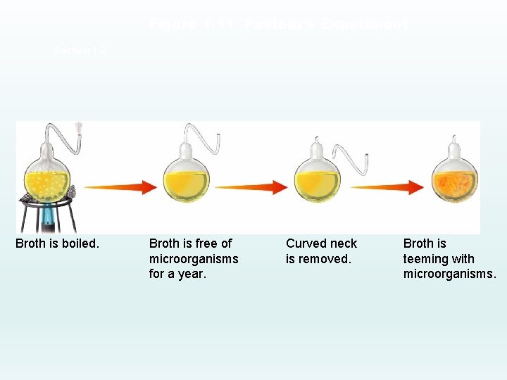 Figure 1 -11 Pasteur’s Experiment Section 1 -2 Broth is boiled. Broth is free