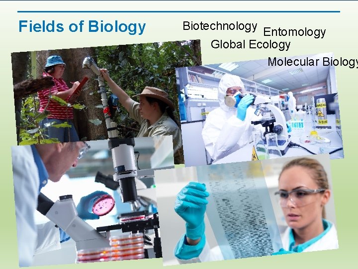Fields of Biology Biotechnology Entomology Global Ecology Molecular Biology 
