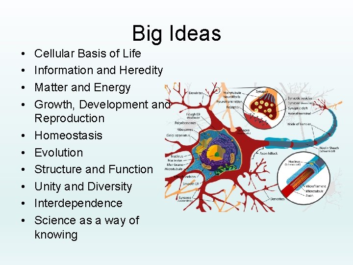 Big Ideas • • • Cellular Basis of Life Information and Heredity Matter and