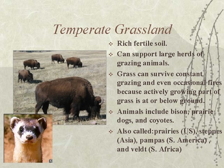 Temperate Grassland v v v Rich fertile soil. Can support large herds of grazing
