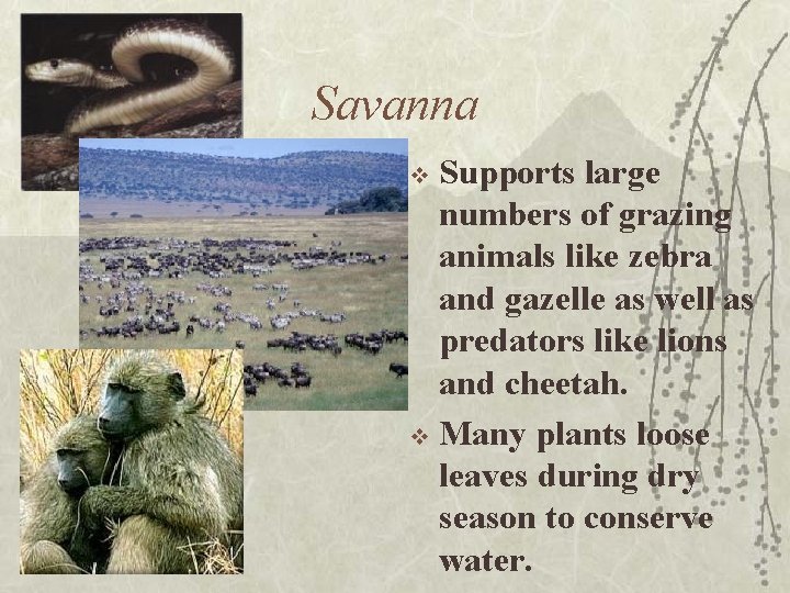 Savanna Supports large numbers of grazing animals like zebra and gazelle as well as