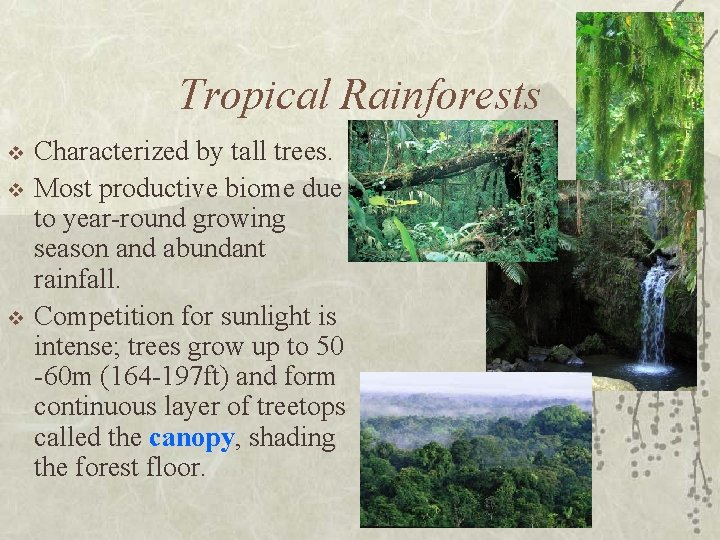 Tropical Rainforests v v v Characterized by tall trees. Most productive biome due to