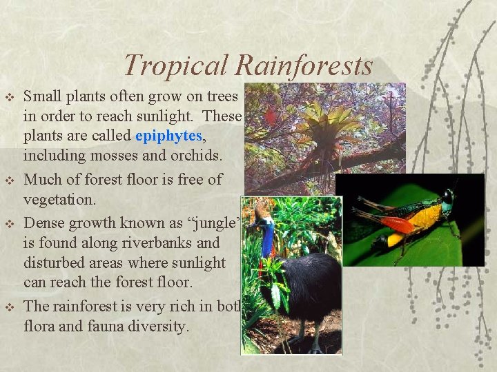 Tropical Rainforests v v Small plants often grow on trees in order to reach