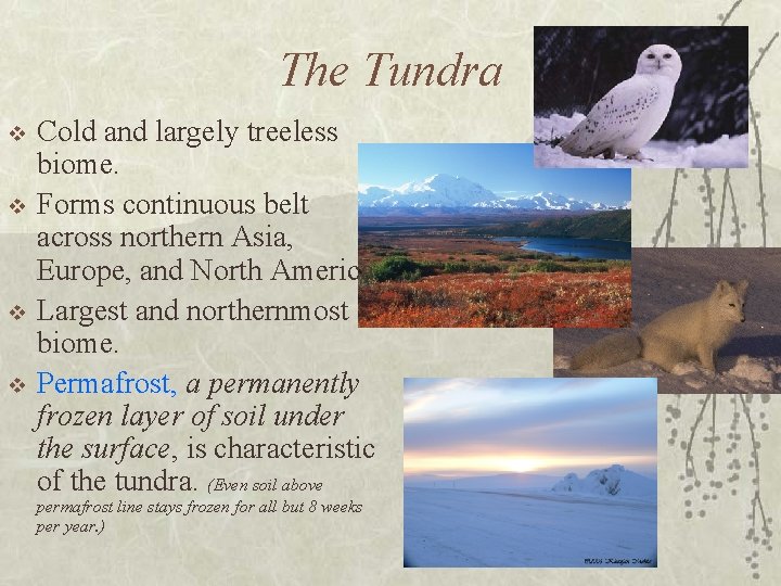 The Tundra v v Cold and largely treeless biome. Forms continuous belt across northern
