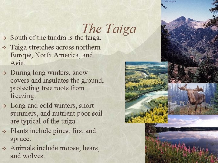 v v v The Taiga South of the tundra is the taiga. Taiga stretches