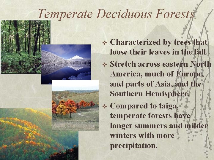 Temperate Deciduous Forests v v v Characterized by trees that loose their leaves in