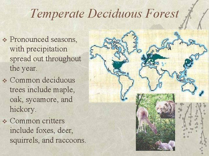 Temperate Deciduous Forest v v v Pronounced seasons, with precipitation spread out throughout the