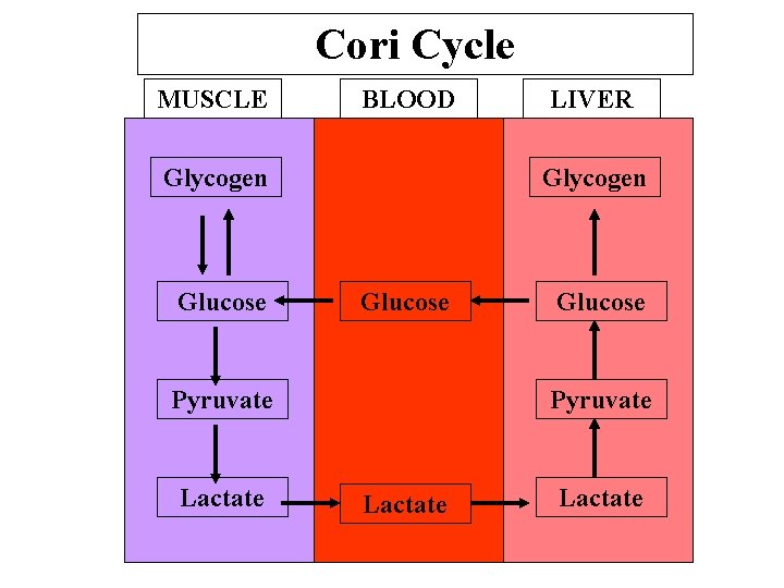 Cori Cycle MUSCLE BLOOD Glycogen Glucose Pyruvate Lactate LIVER Glucose Pyruvate Lactate 
