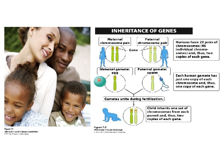 Chapter 7 Genes and Inheritance Family resemblance how