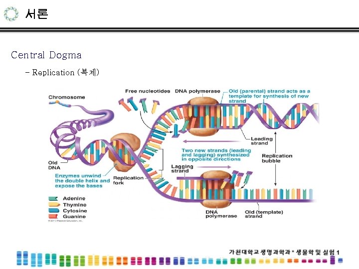 서론 Central Dogma - Replication (복제) 