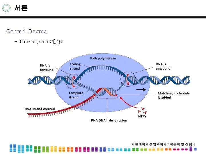 서론 Central Dogma - Transcription (전사) 