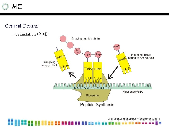 서론 Central Dogma - Translation (복제) 