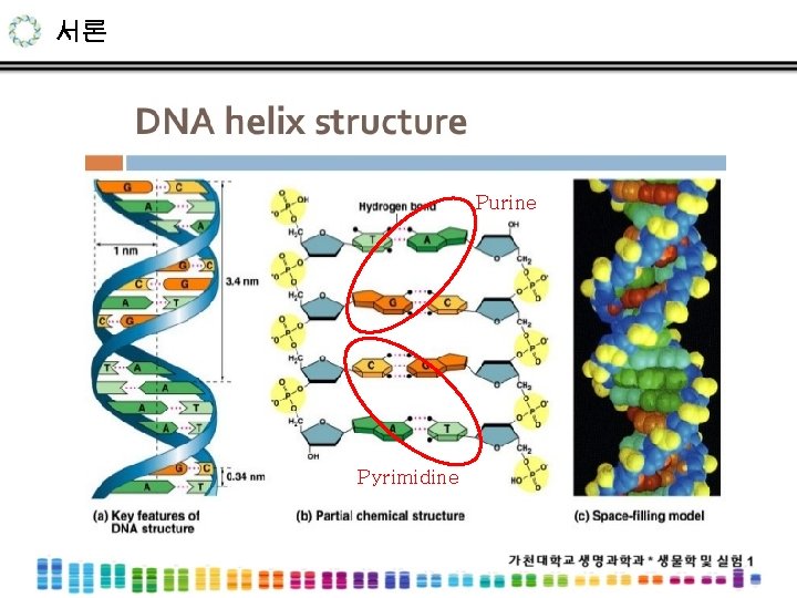 서론 Purine Pyrimidine 