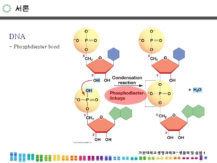 서론 DNA - Phosphdiester bond 