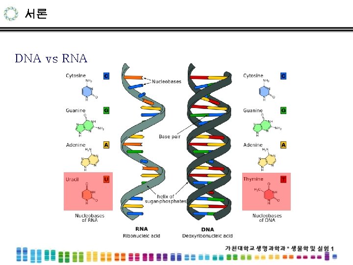 서론 DNA vs RNA 