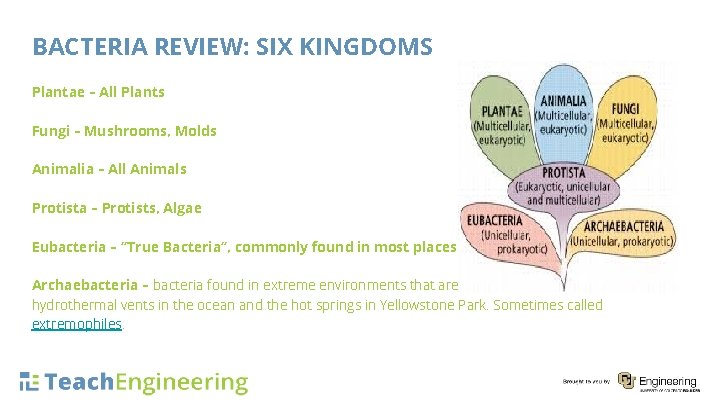 BACTERIA REVIEW: SIX KINGDOMS Plantae – All Plants Fungi – Mushrooms, Molds Photos should