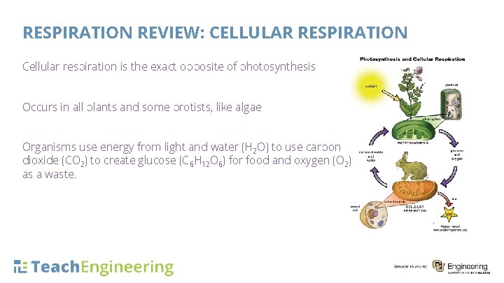 RESPIRATION REVIEW: CELLULAR RESPIRATION Cellular respiration is the exact opposite of photosynthesis Occurs in