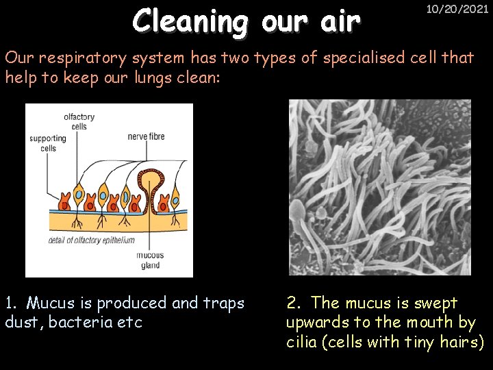 Cleaning our air 10/20/2021 Our respiratory system has two types of specialised cell that