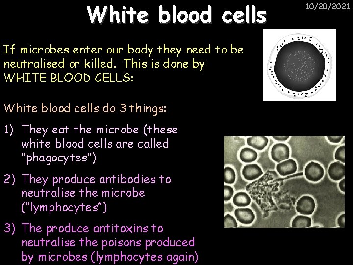 White blood cells If microbes enter our body they need to be neutralised or